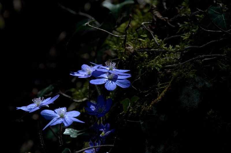 Nel sottobosco di questi tempi
